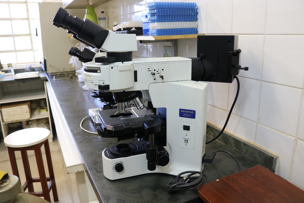Microscópio de fluorescência marca Olympus, modelo BX 41